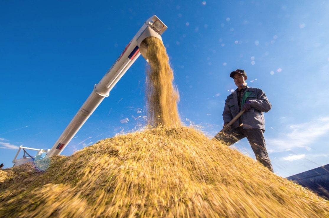 Một người nông dân đang phơi lúa tại Cát Lâm, Trung Quốc, năm 2018. An ninh lương thực châu Á phụ thuộc rất nhiều vào hàng triệu nông dân sản xuất nhỏ. Ảnh: Tân hoa xã