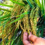 Gạo Vàng BĐG lần đầu tiên được thu hoạch tại Antique, Philippines