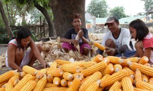 460.000 nông hộ Philippines gia tăng thu nhập nhờ trồng ngô CNSH