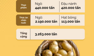 Hàn Quốc phê duyệt an toàn canh tác khoai tây biến đổi gen của Hoa Kỳ