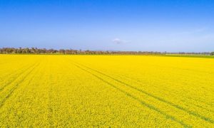 Úc chính thức dỡ bỏ lệnh hạn chế cây trồng BĐG tại bang NSW