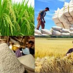 5 giải pháp nông nghiệp hỗ trợ an ninh lương thực