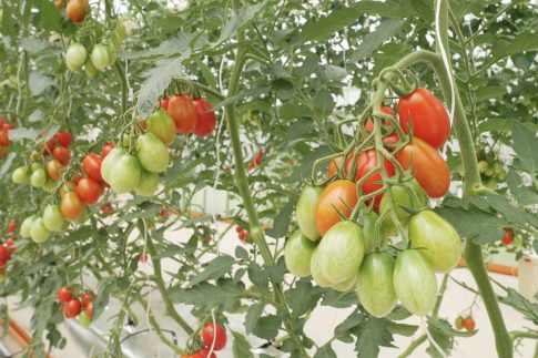 Nghị Viện châu Âu chính thức thông qua quy định đối với các kỹ thuật di truyền mới (NGT): Bước tiến quan trọng cho đổi mới giống cây trồng và nông nghiệp bền vững