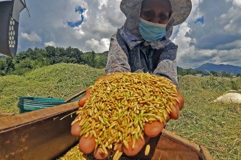 Thu hoạch gạo vàng BĐG đạt 100 tấn