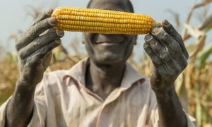Nông dân Uganda mong muốn được canh tác ngô Bt  chống sâu keo mùa thu