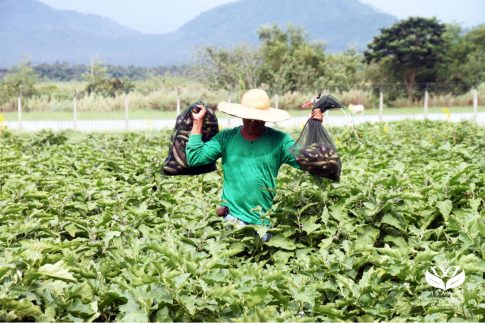 Philippines phê duyệt canh tác thương mại cà tím Bt
