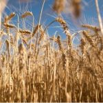 Brazil phê duyệt giống lúa mì chịu hạn được phát triển bởi các nhà khoa học Argentina