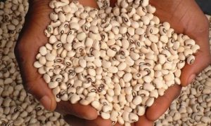Nigeria công bố thương mại đậu đũa biến đổi gen