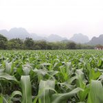 CropLife Châu Á và CropLife Quốc tế khuyến cáo các biện pháp phòng trừ loại dịch hại mới:  Sâu keo mùa Thu
