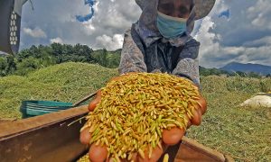 Philippines trở thành quốc gia đầu tiên phê duyệt thương mại “Gạo vàng”