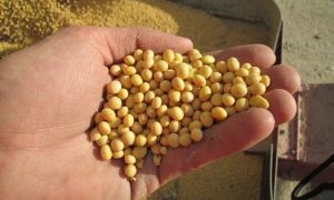 Brazil phê chuẩn giống đậu tương mới chịu hạn và kháng hai loại thuốc trừ cỏ