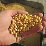 Brazil phê chuẩn giống đậu tương mới chịu hạn và kháng hai loại thuốc trừ cỏ