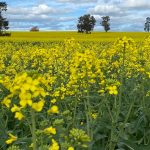 Bang New South Wales (Úc) dỡ bỏ lệnh hạn chế cây trồng biến đổi gen