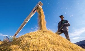 Làm thế nào để các nông dân sản xuất nhỏ ở châu Á  có thể tận dụng các công nghệ để chống biến đổi khí hậu và cải thiện an ninh lương thực?