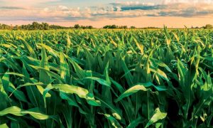 Top 10 Báo cáo ngành Nông nghiệp trong năm 2021 mà bạn có thể đã bỏ lỡ!