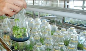 Khoa học cây trồng giúp bảo tồn nguồn nước