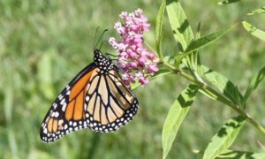 GMO không phải là lý do chính khiến loài bướm vua bị suy giảm