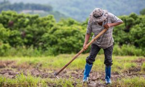 Hơn 68% nông dân ở 4 quốc gia Đông Nam Á khẳng định biến đổi khí hậu là thách thức chính đối với sản xuất lương thực