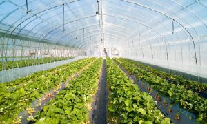 Mô hình dự đoán cho thấy việc loại bỏ các loại cây trồng biến đổi gien có thể làm tăng phát thải khí nhà kính