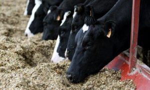 Nghiên cứu về mức độ phổ biến và tác động của thức ăn chăn nuôi biến đổi gen trên động vật