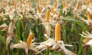 Nghiên cứu mới nhất cho thấy đóng góp nổi bật của cây trồng biến đổi gen đối với nông nghiệp bền vững