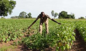 Nông dân Nigeria khẳng định đậu đũa BĐG có khả năng giảm sâu bệnh và tạo ra năng suất tốt hơn